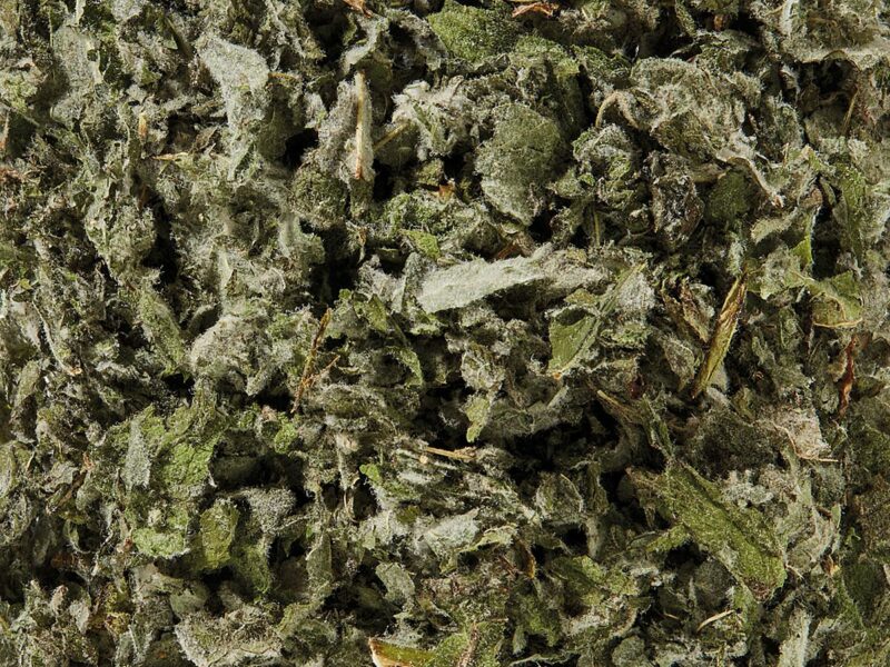Tisane menthe suave